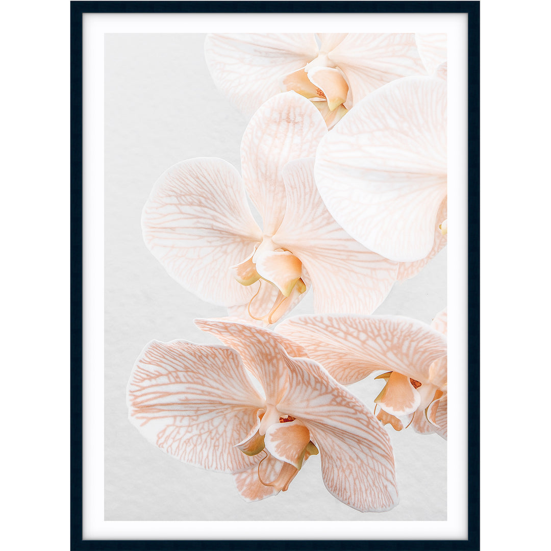 Orchid III