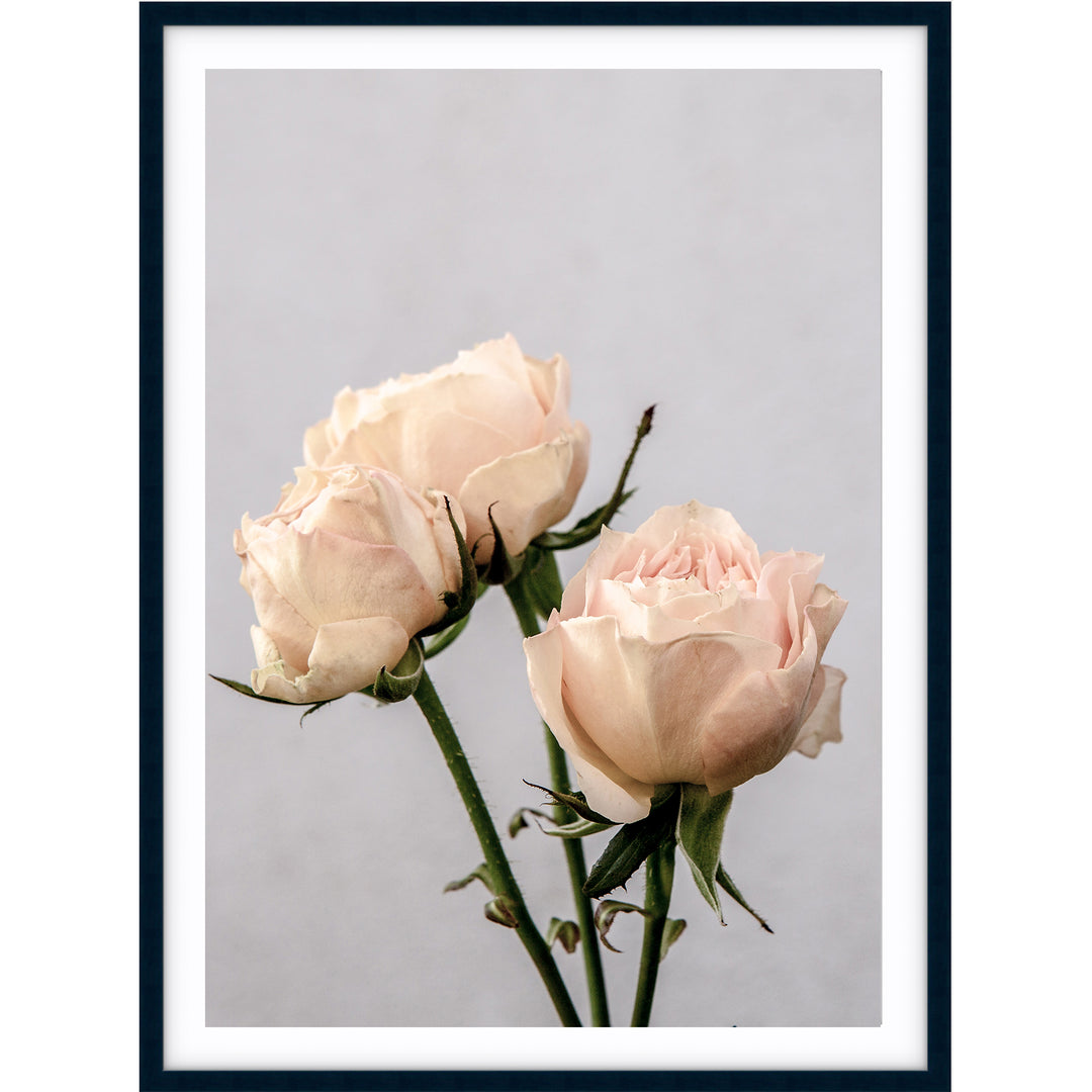 Vintage Rose II