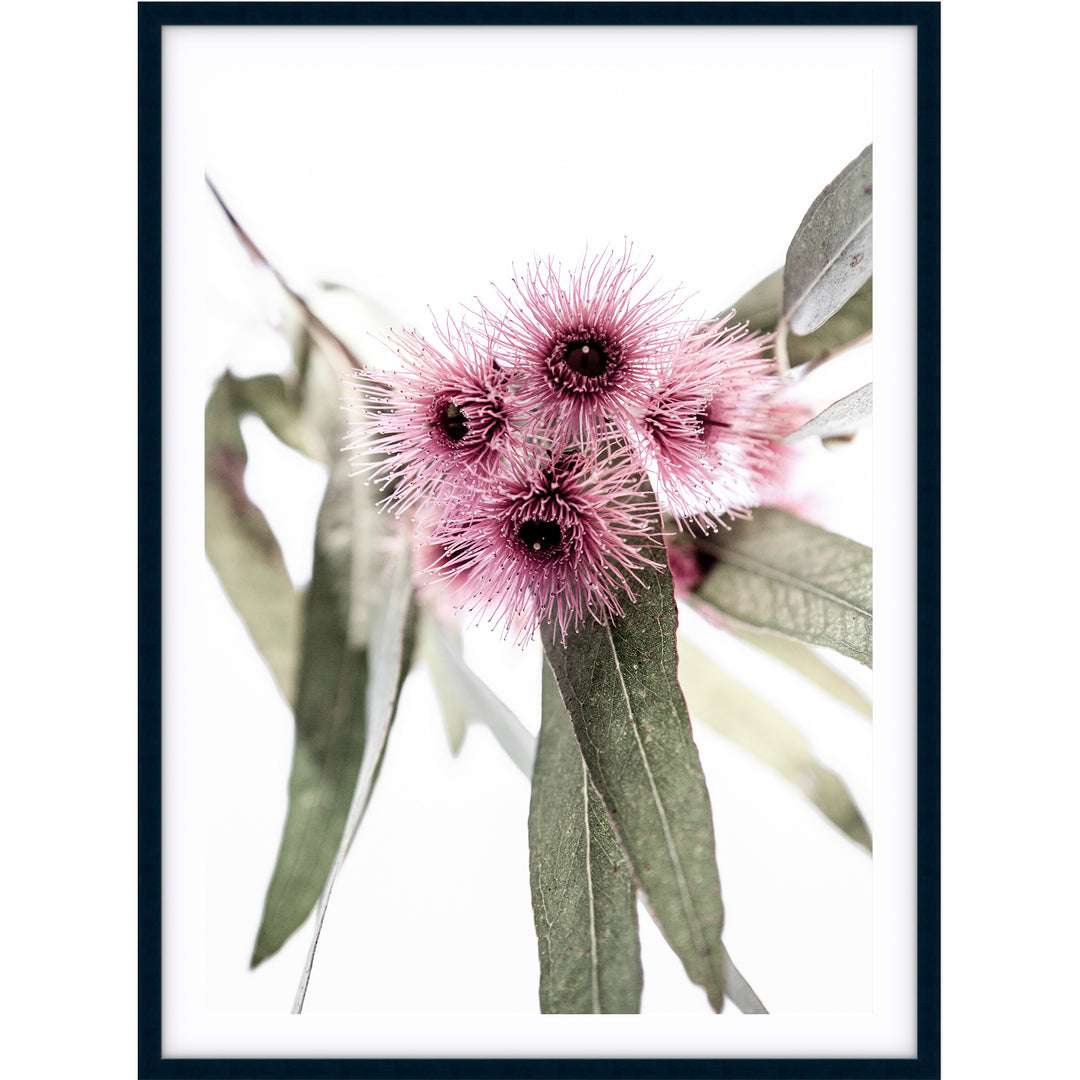 Pink Eucalyptus no.1