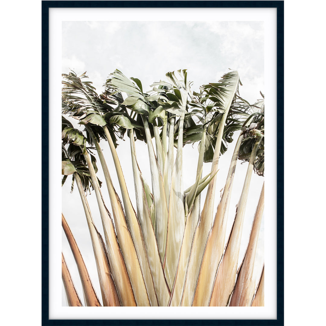 Travellers Palm II