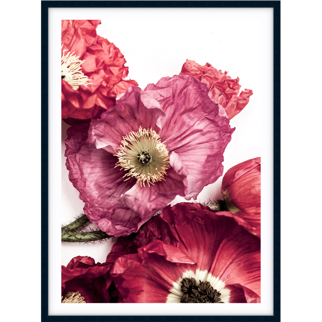 Poppy I