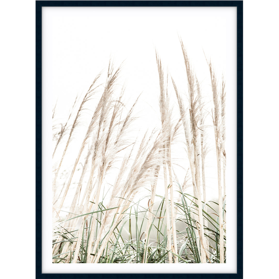Pampas Grass no.2