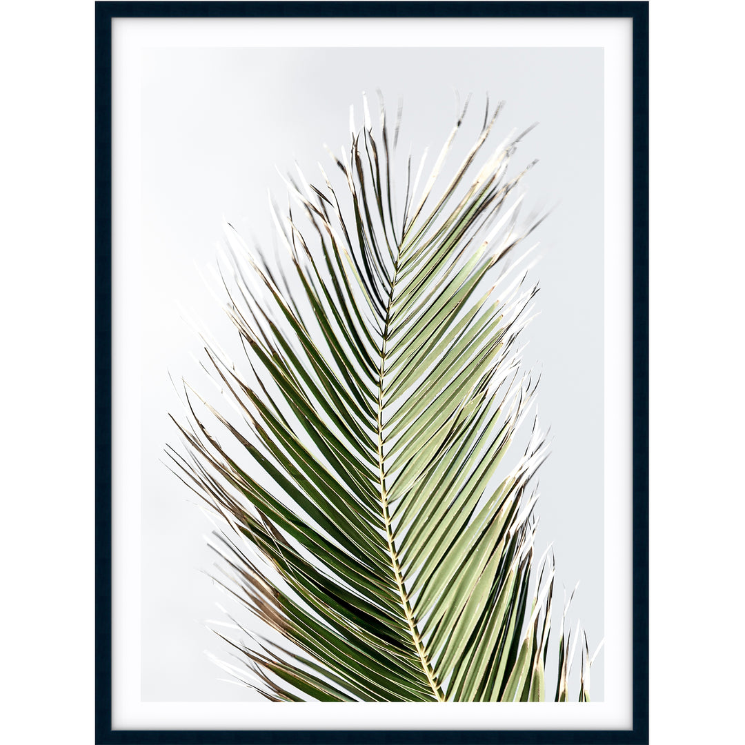 Palm II