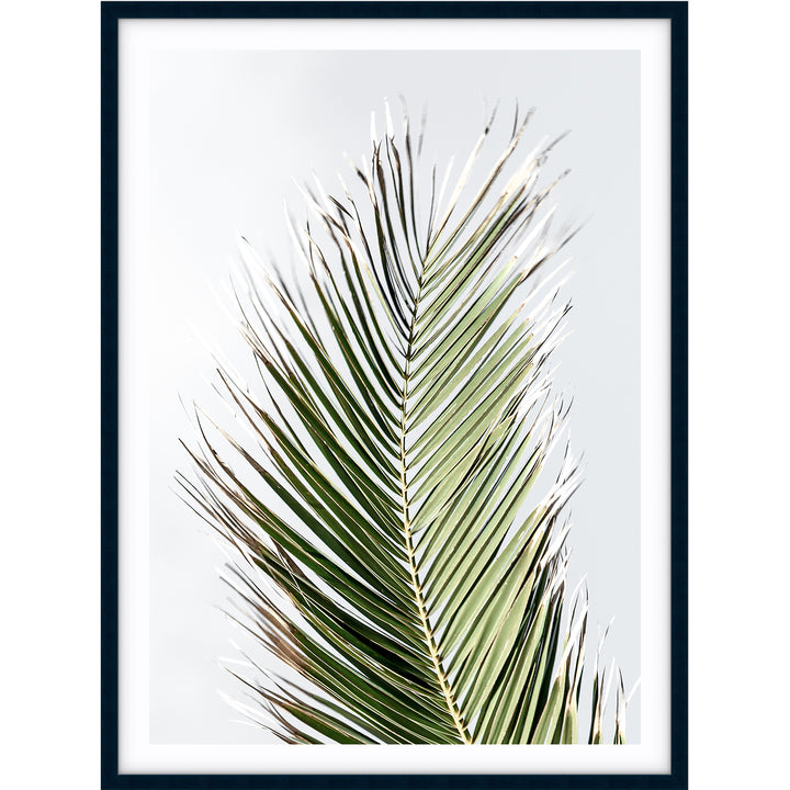 Palm II