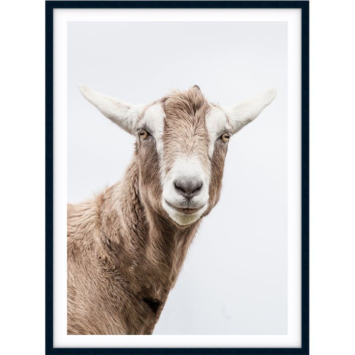 Mr Goat