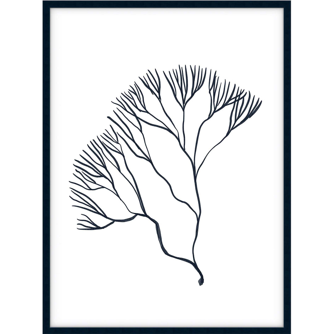 Coral no.2
