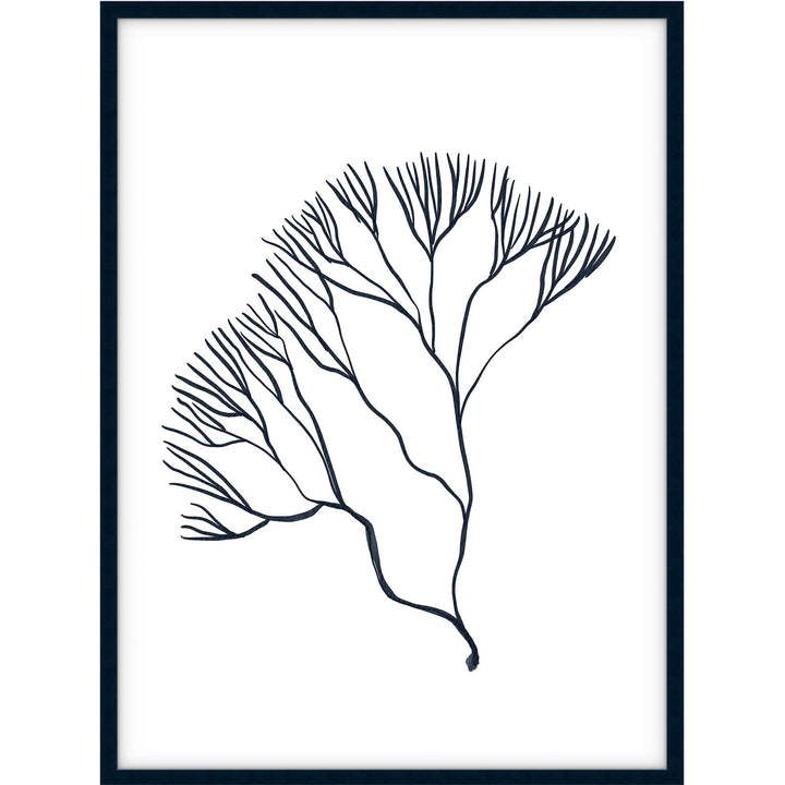 Coral no.2