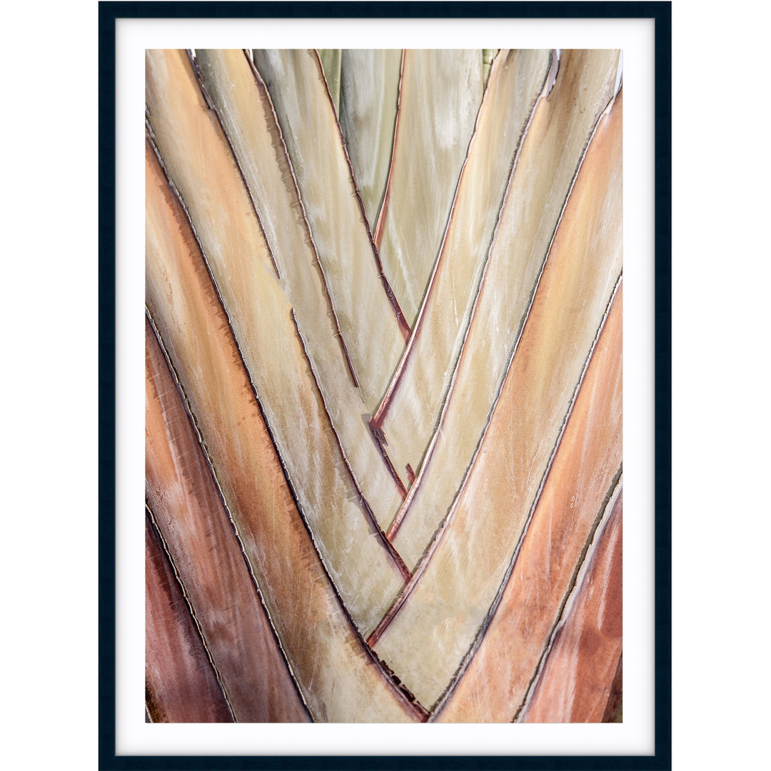 Travellers Palm I