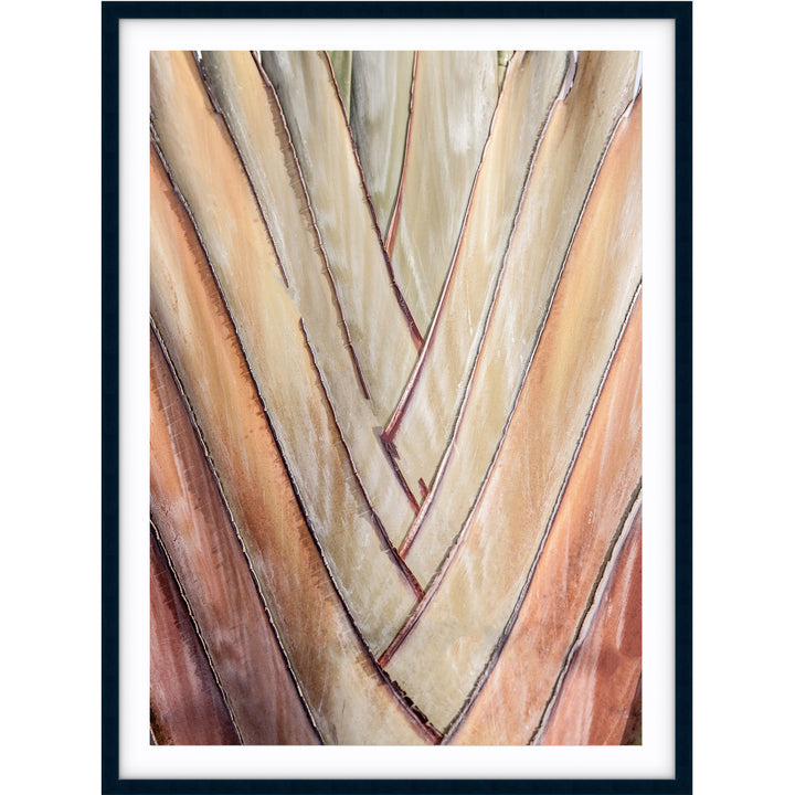 Travellers Palm I
