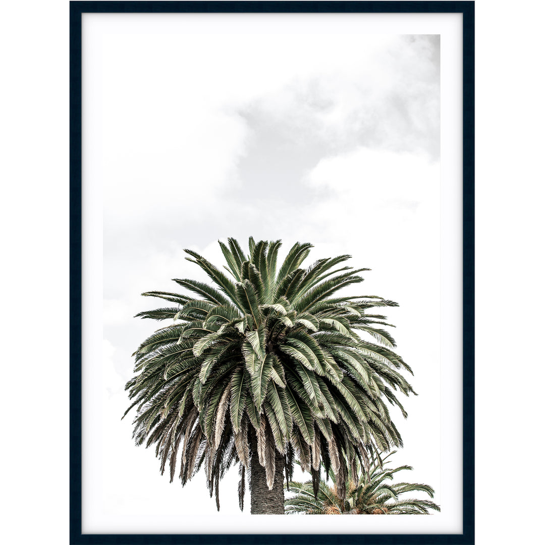 Palm III