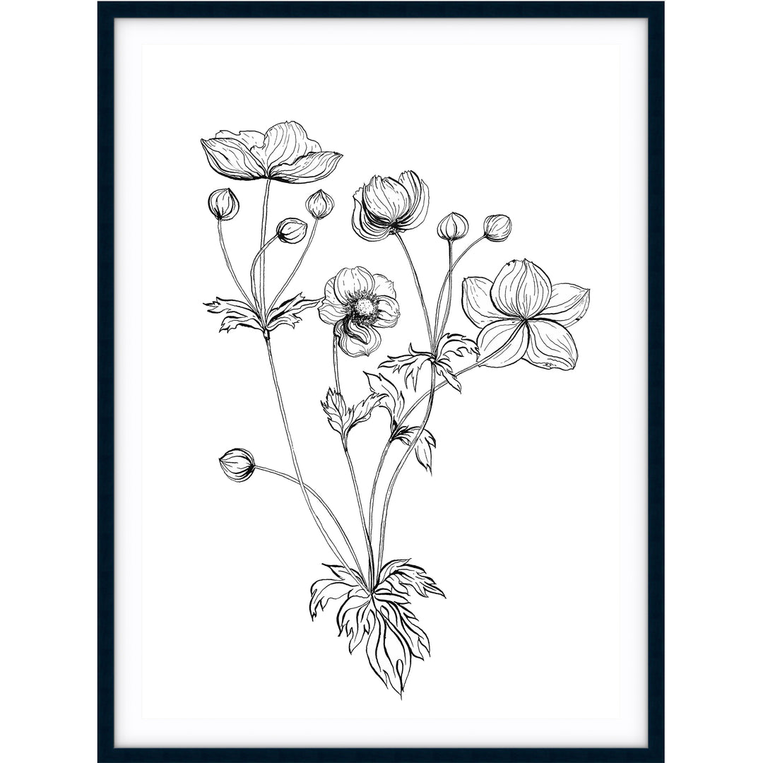 Anemone Sketch