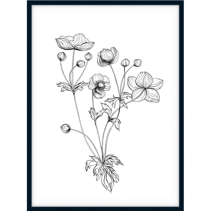 Anemone Sketch