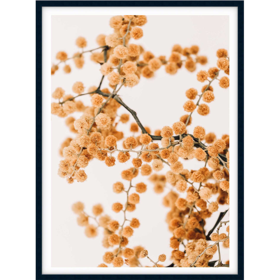Wattle on Pink I