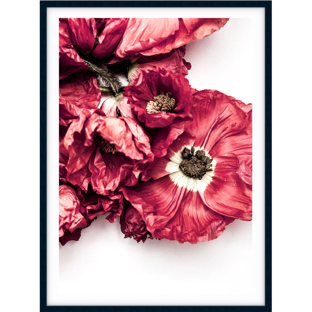 Poppy II
