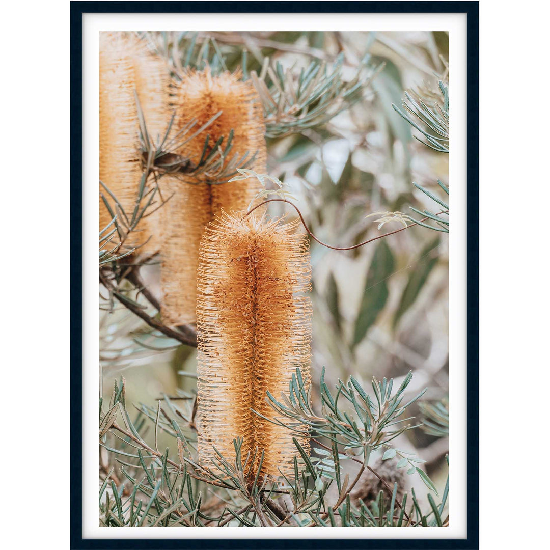 Banksia II - Frazer Beach