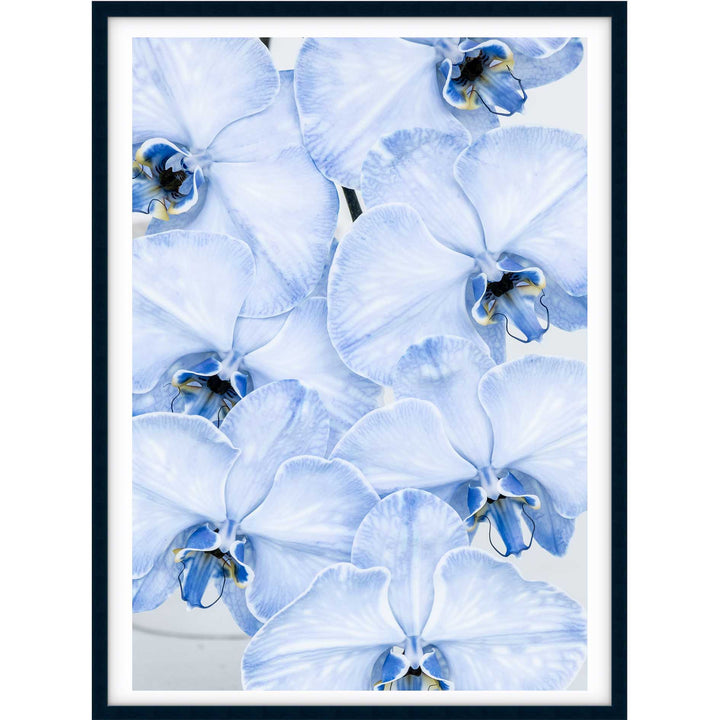 Blue Orchid no.1