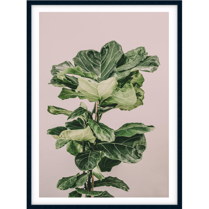 Fiddle Leaf On Pink