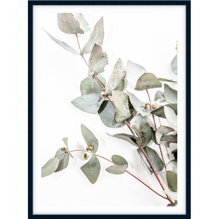 Eucalyptus Leaves no.1