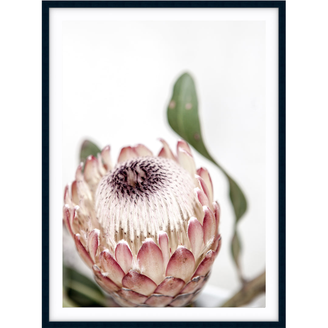 Protea II