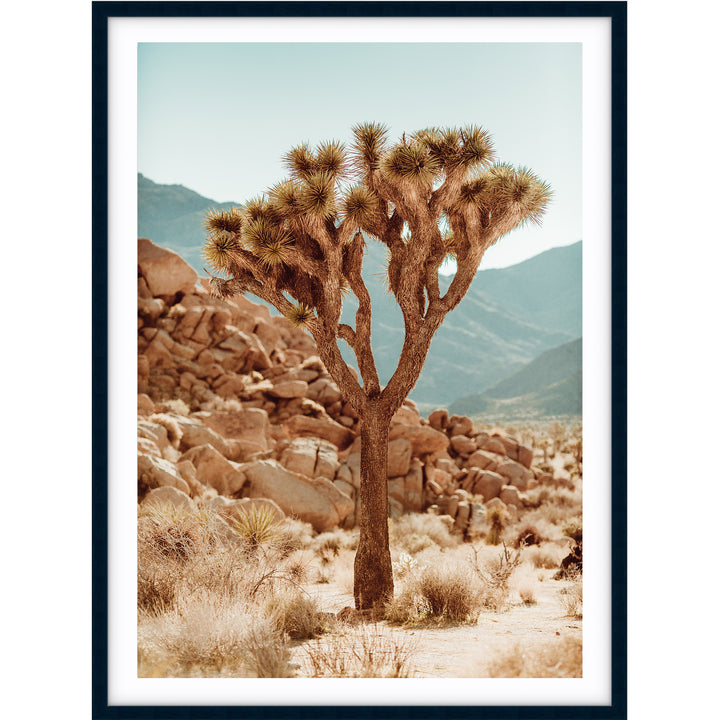 Joshua Tree no.1