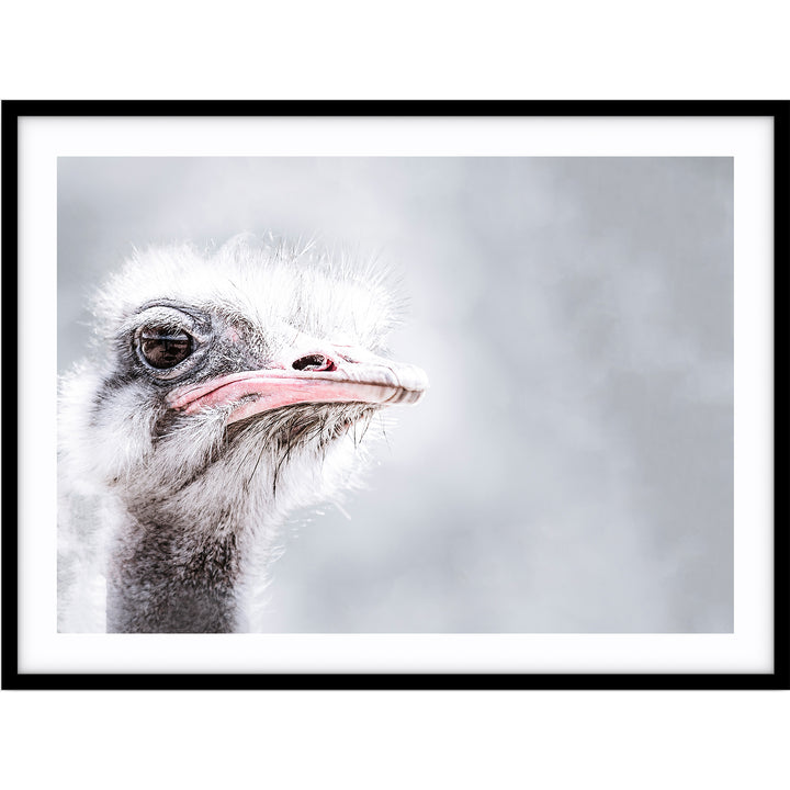 Ostrich
