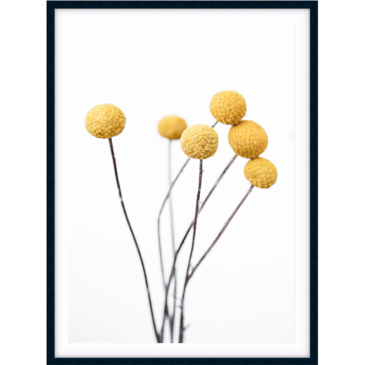 Billy Buttons