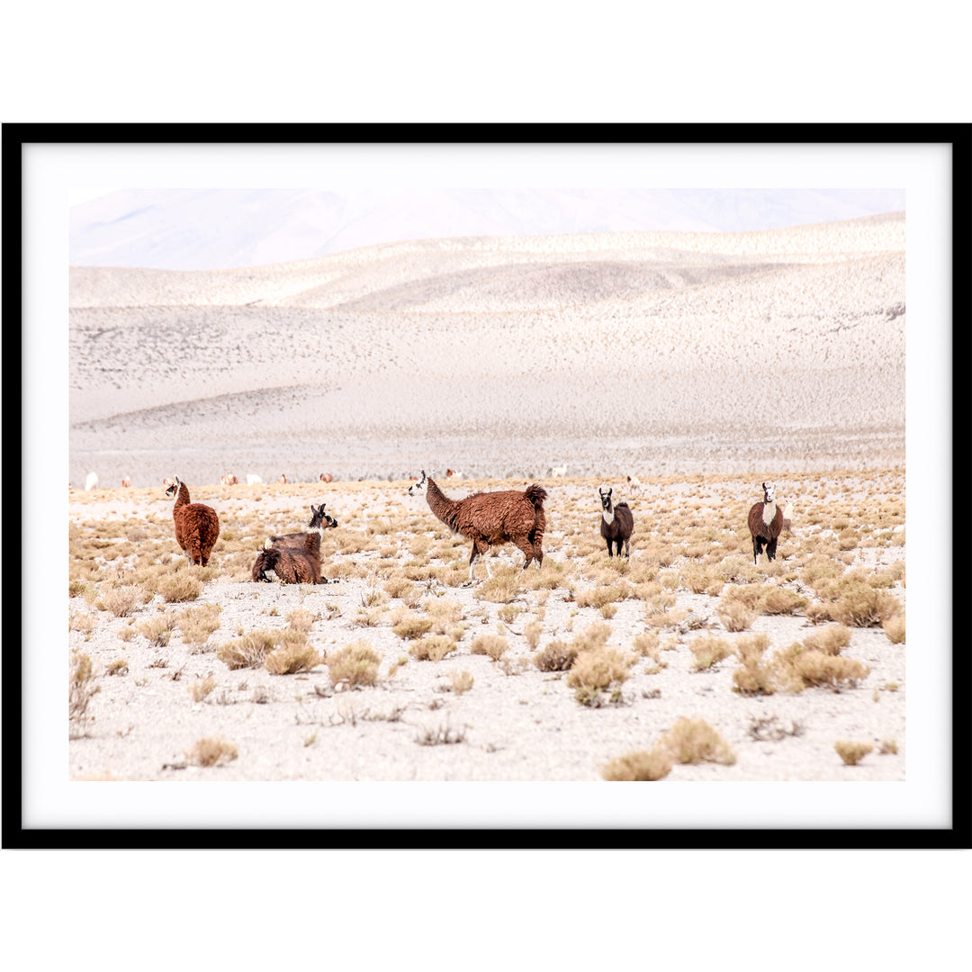 Llamas - Bolivia