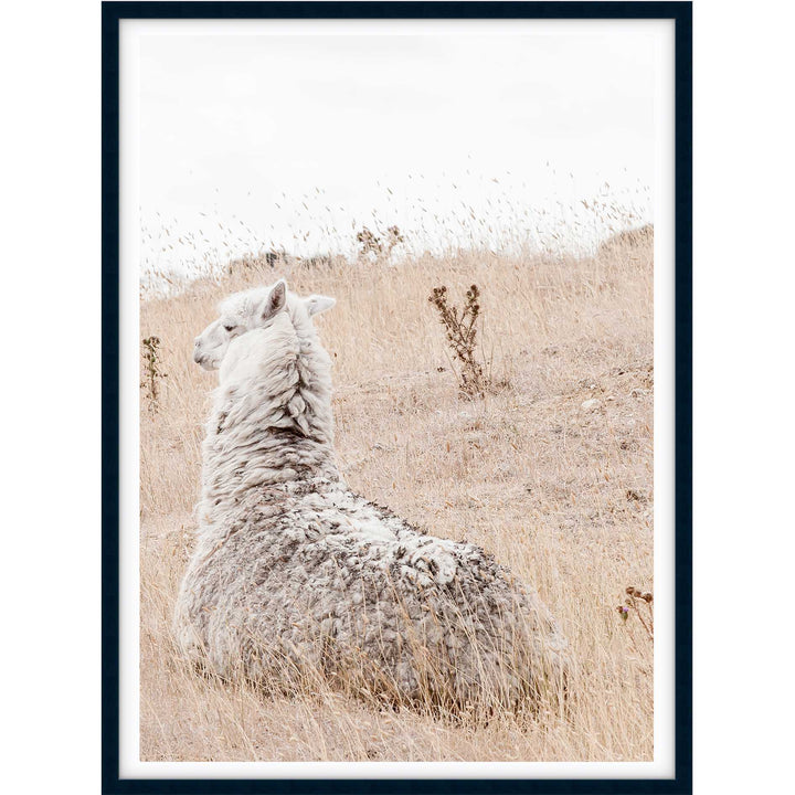 Outback Alpaca - Country Victoria