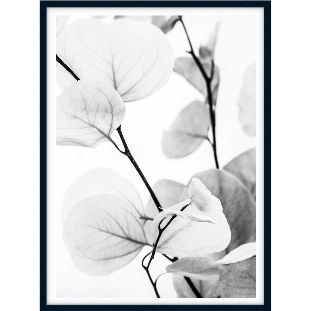 Dried Eucalyptus I - B&W