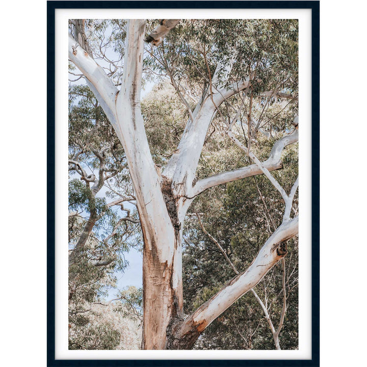 White Gum - Nelsons Bay