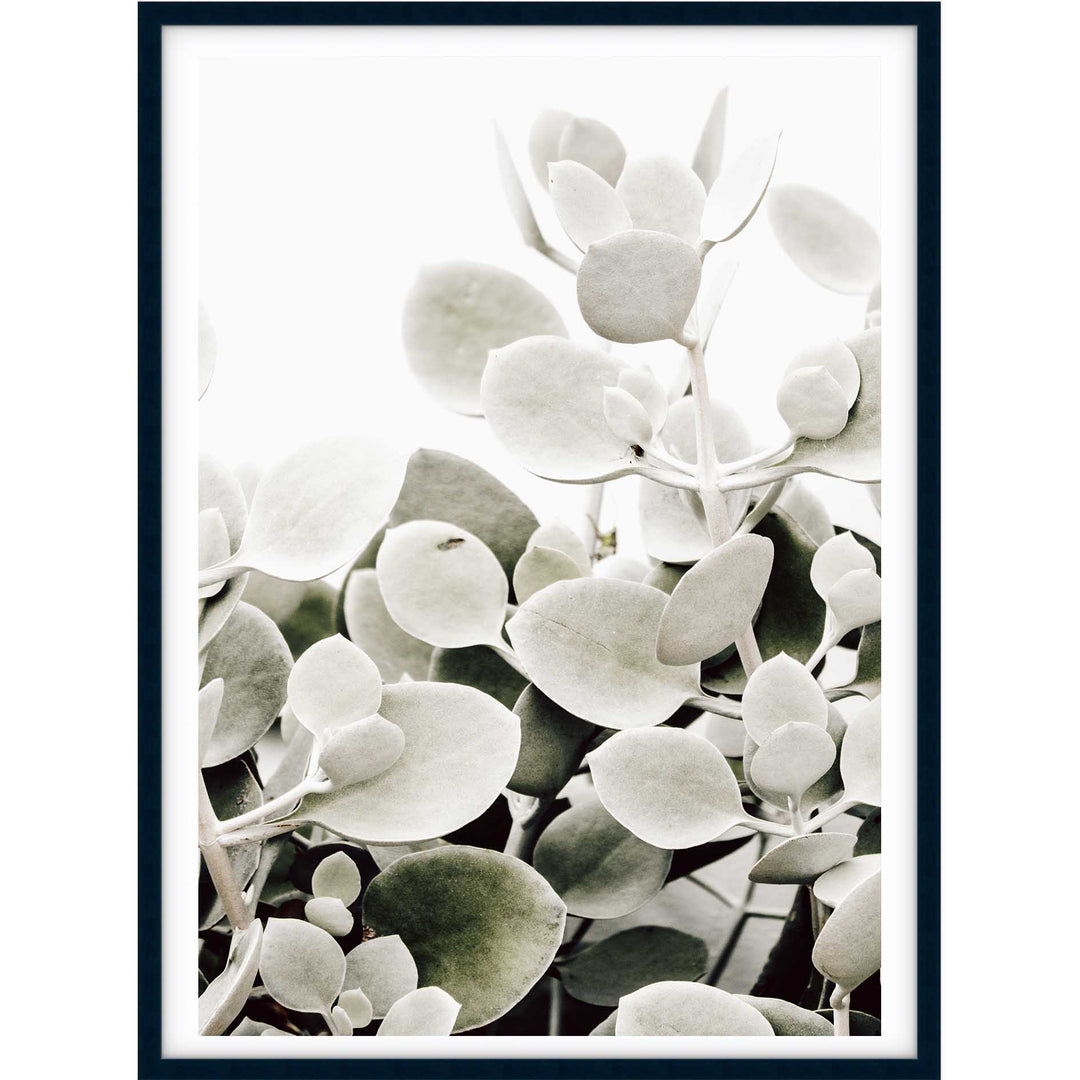 Sage Succulents