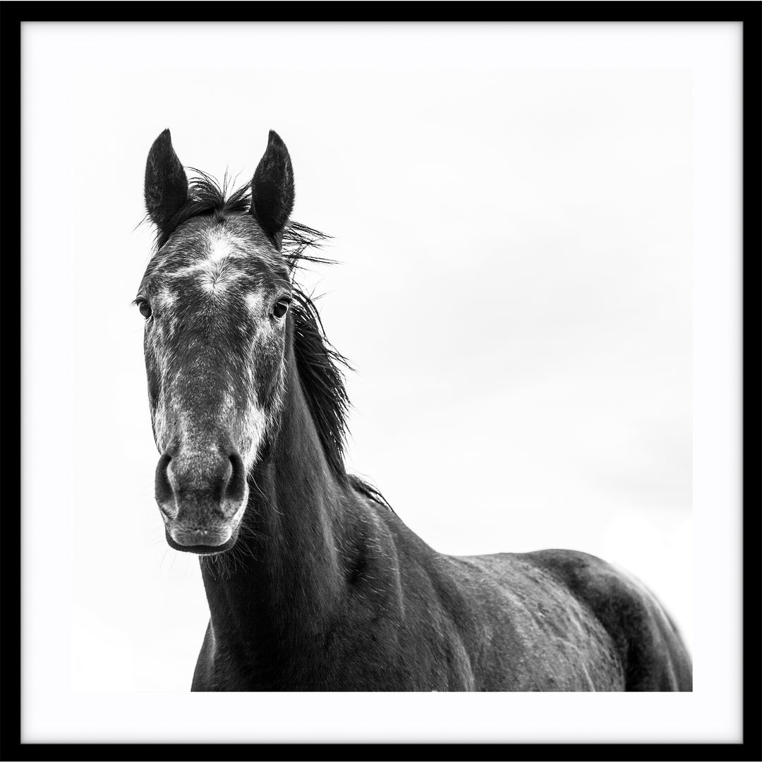 Horse I - SQUARE