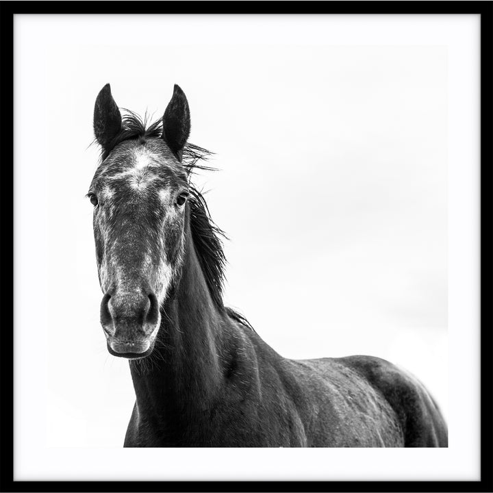 Horse I - SQUARE