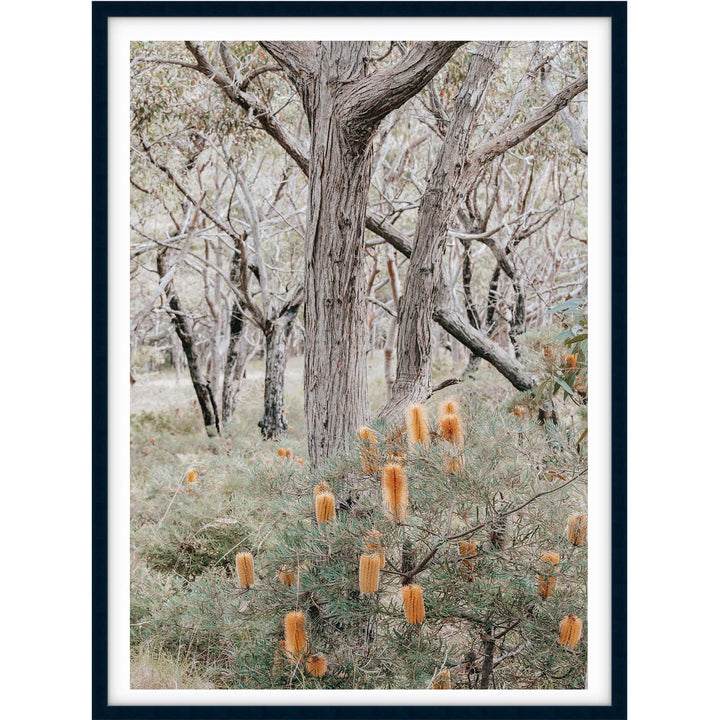 Banksia III - Frazer Beach