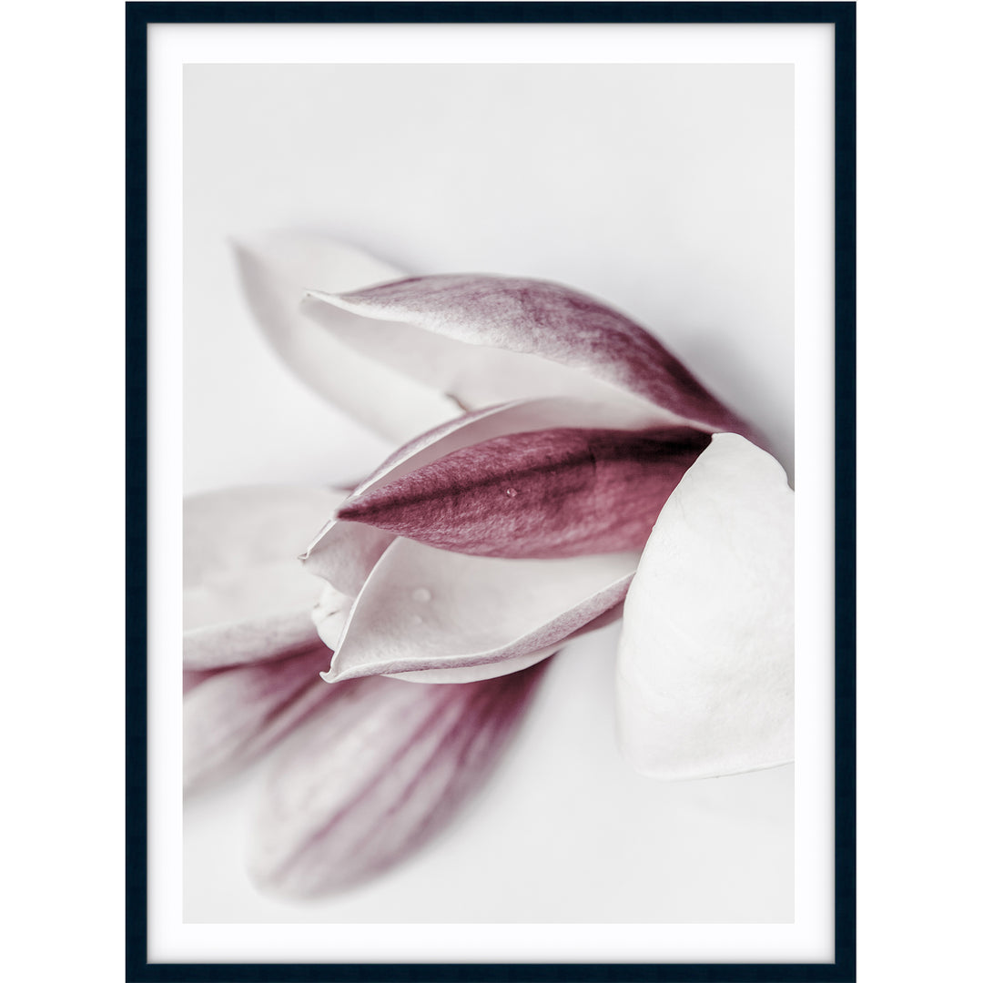 Magnolia I