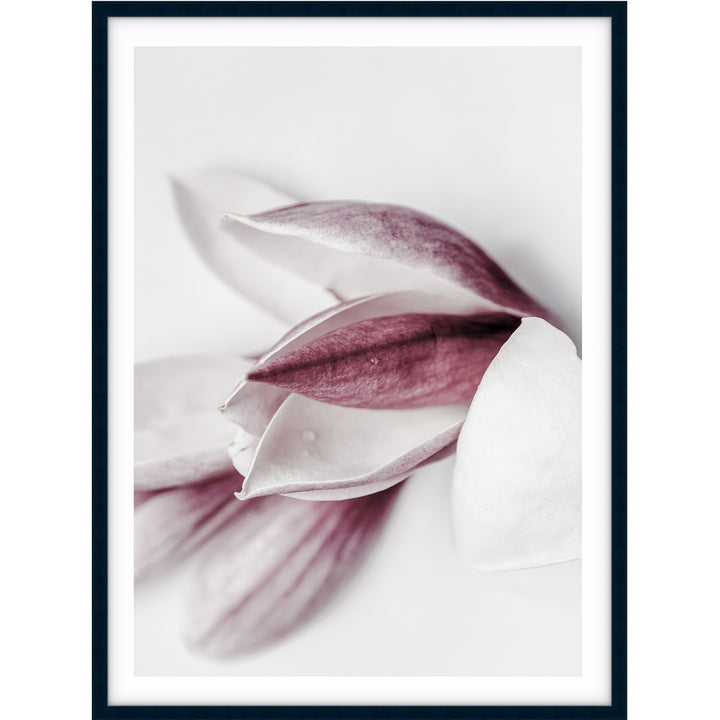 Magnolia I