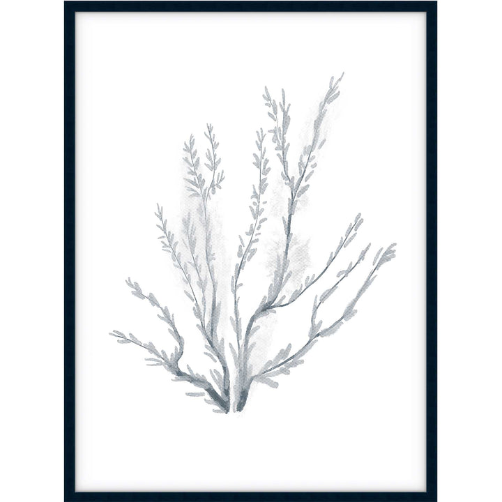 Coral no.3