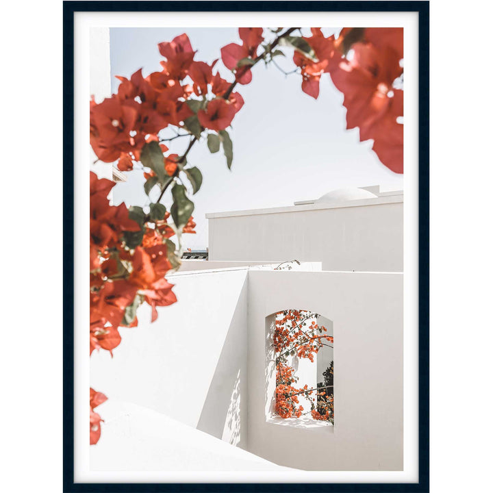 Bouganvillea no.1