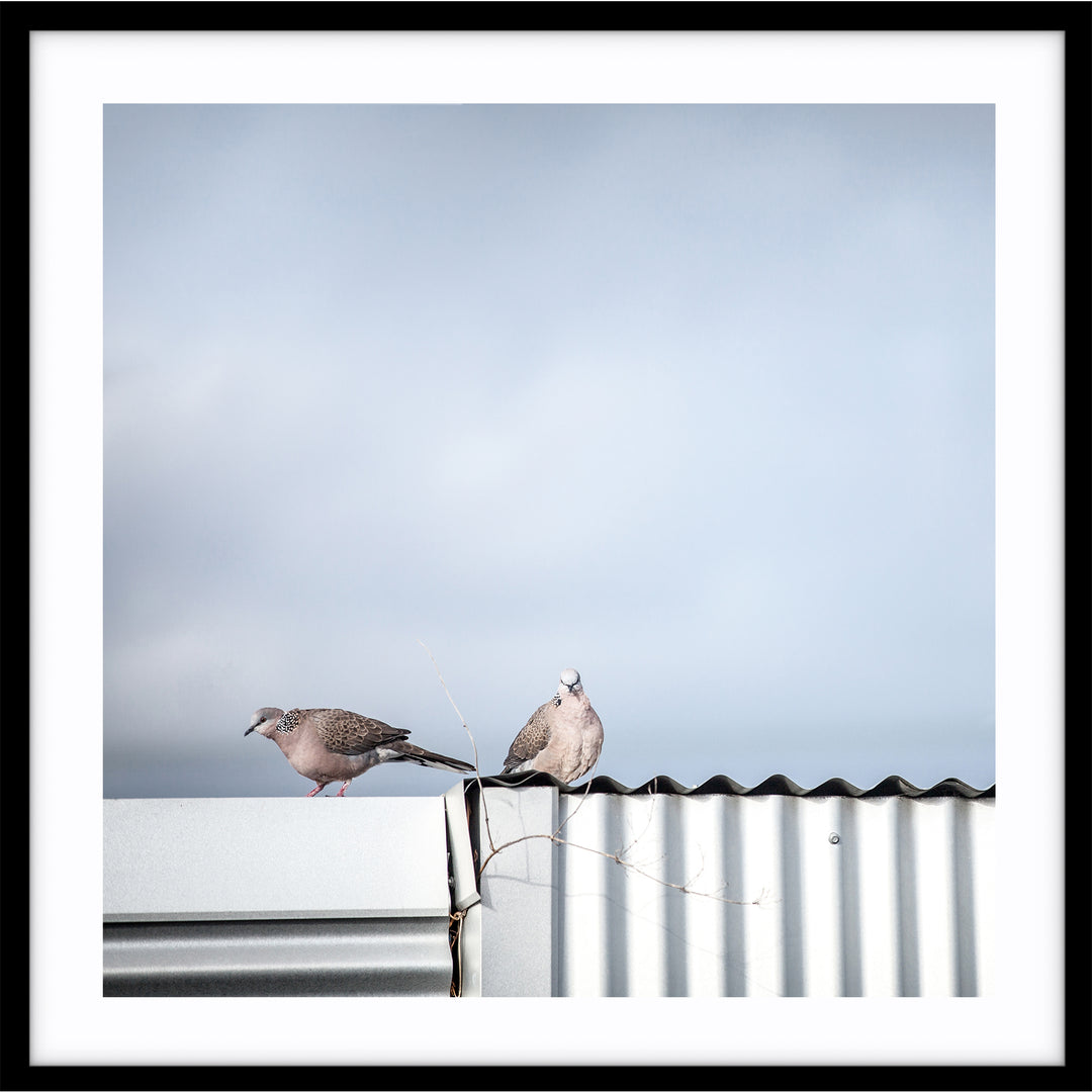On A Tin Roof - SQUARE