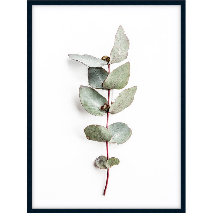 Eucalyptus Leaves no.2