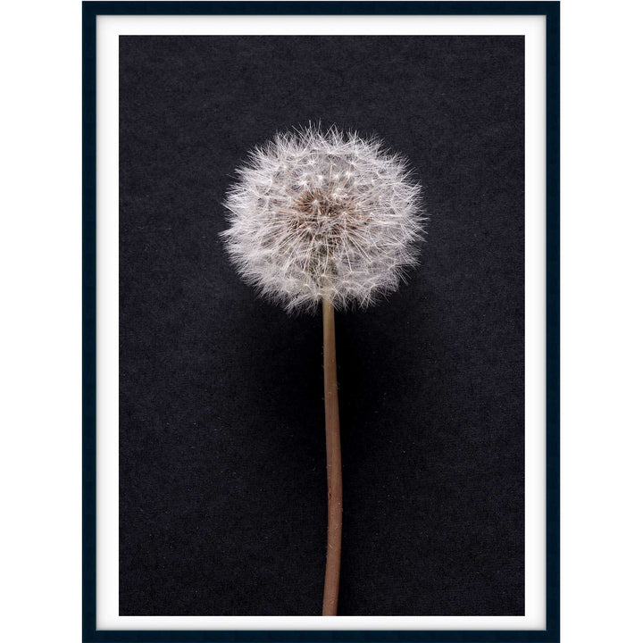 Dandelion no.3