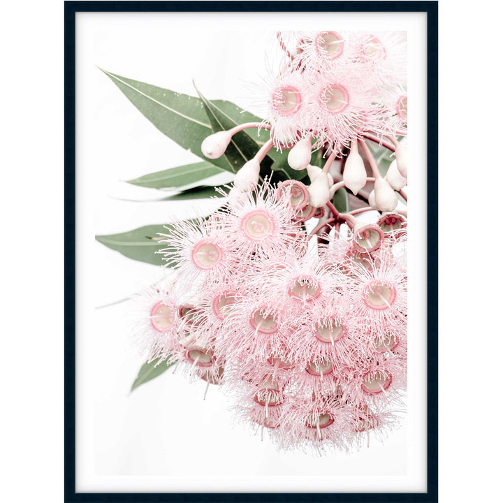 Icy Pink Eucalyptus no.1