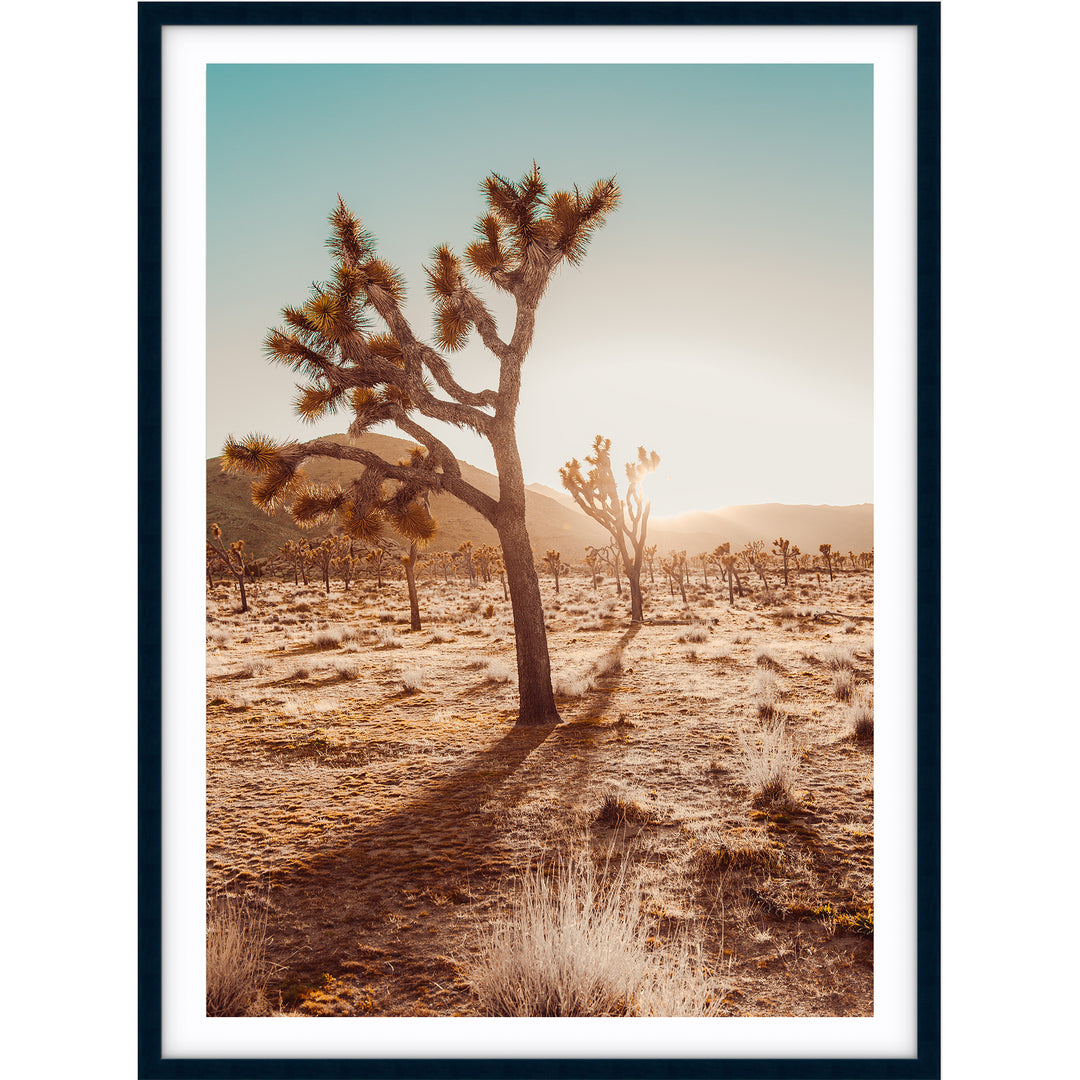 Joshua Tree At Sunset