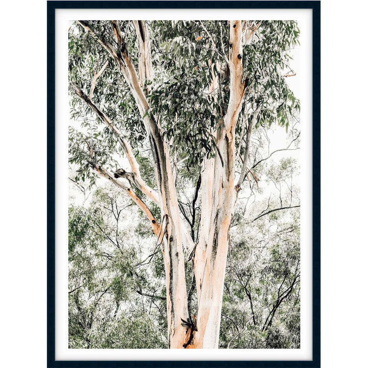Valley Gumtrees III