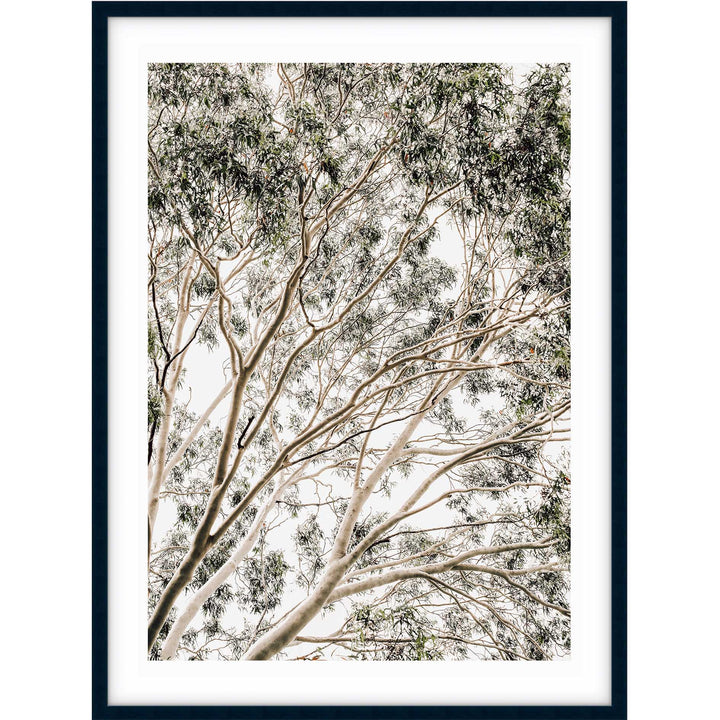 Valley Gumtrees II