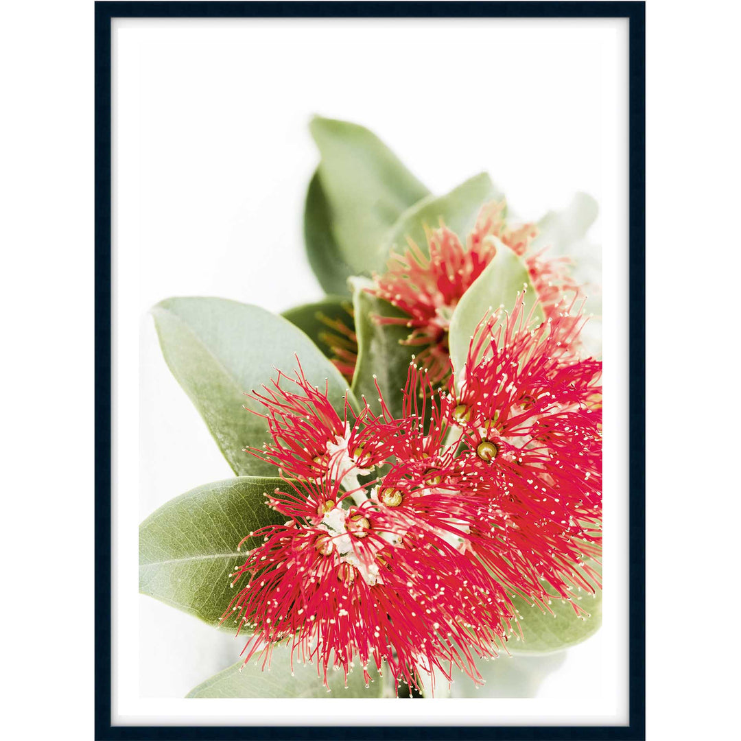 Red Eucalyptus Blossom II