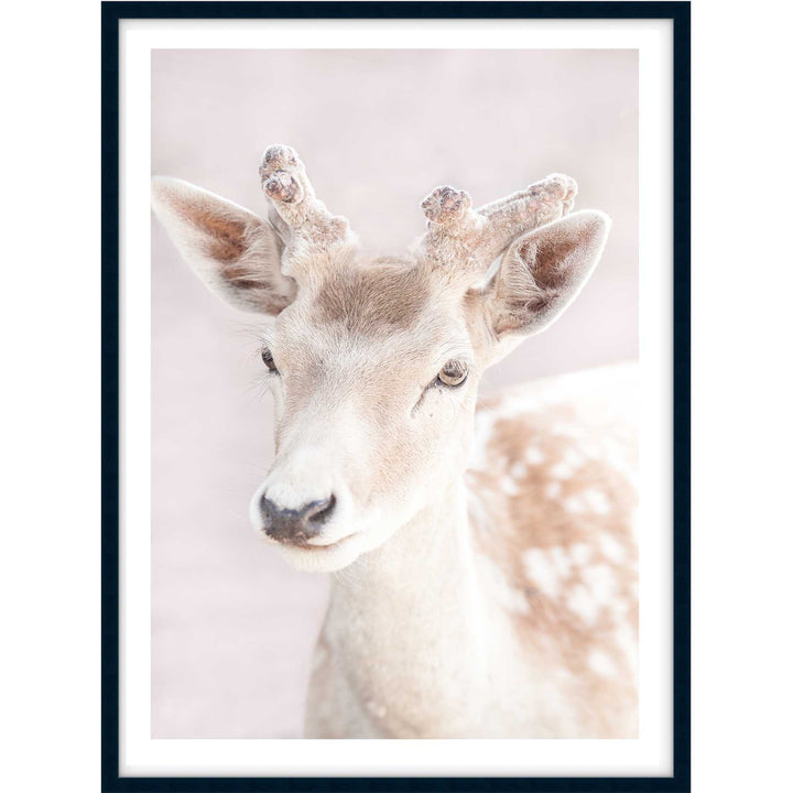 My Deer