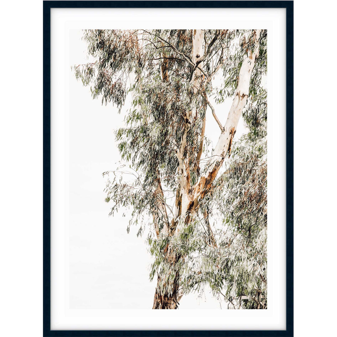 Valley Gumtrees I