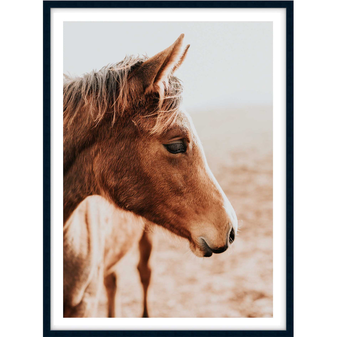 Brown Mare