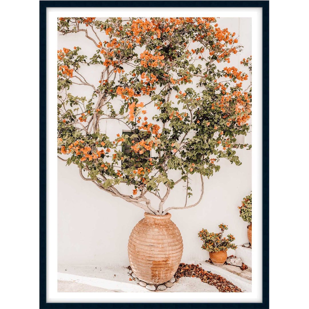 Potted Bougainvilea